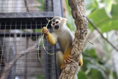 Low angle view of monkey on tree
