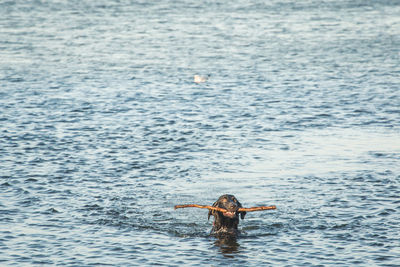 Dog carrying stick in mouth while swimming in sea