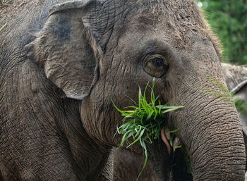 indian elephant