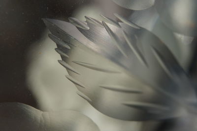 Close-up of flower against blurred background