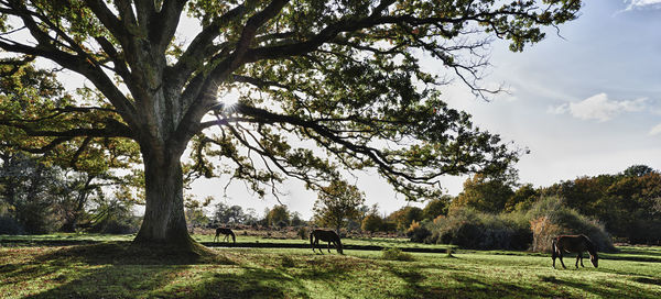 Horses grazing on field against sky
