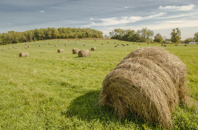 Scenic view of grassy field against cloudy sky