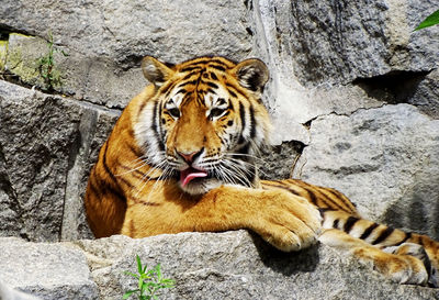 Close-up of tiger on rock