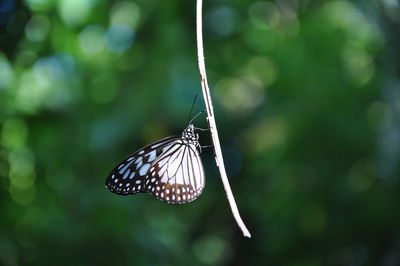 Close-up of butterfly on leaf