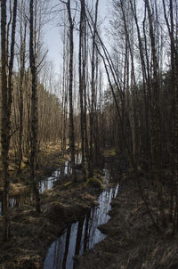Bare trees in forest