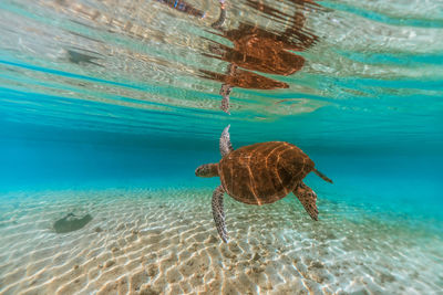 Close-up of jellyfish swimming in sea