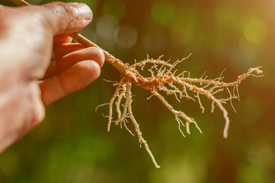 Cropped hand holding root