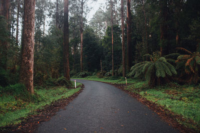 Road amidst trees in forest