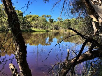 Reflection of trees in lake against blue sky