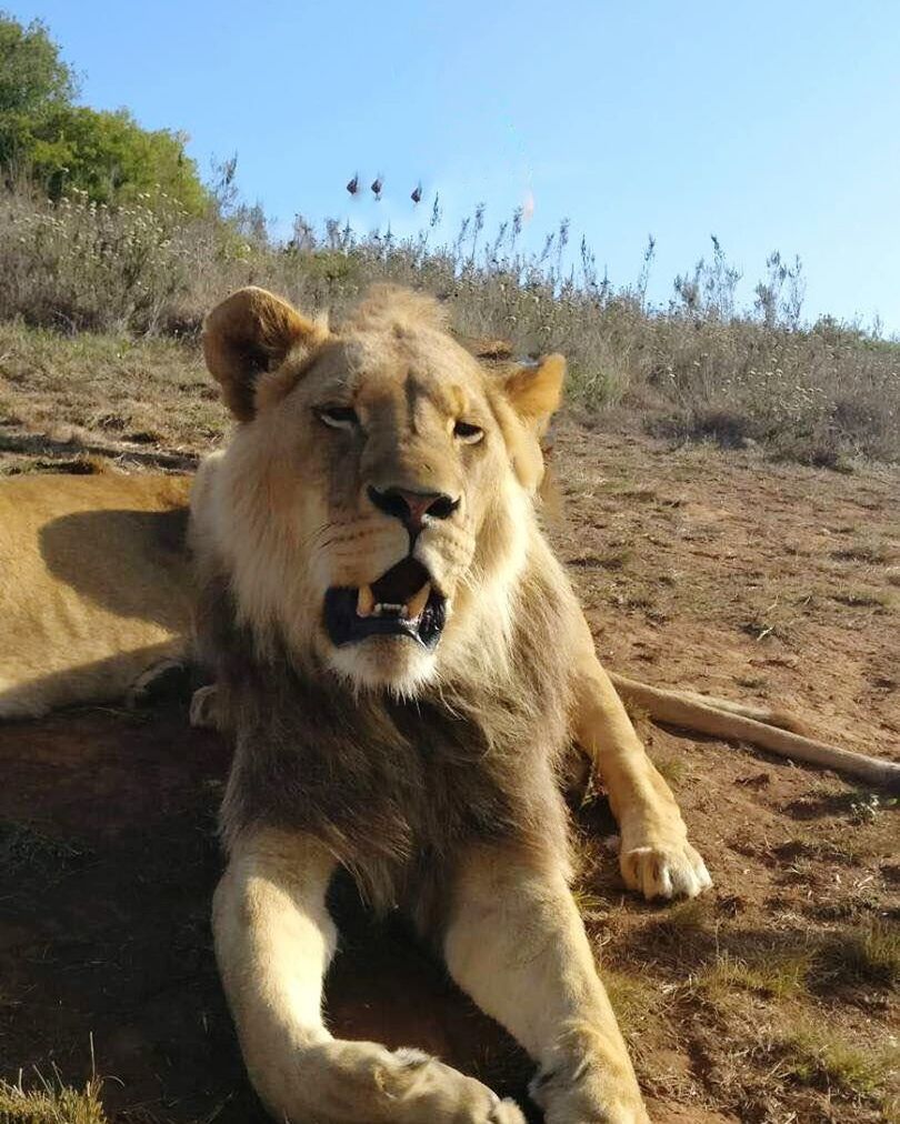 CLOSE-UP OF LION ON FIELD