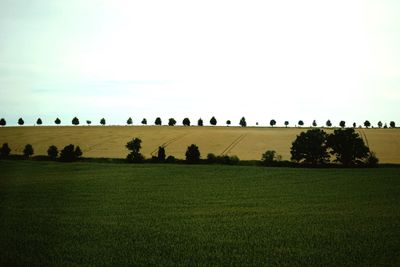 Flock of sheep on field against clear sky