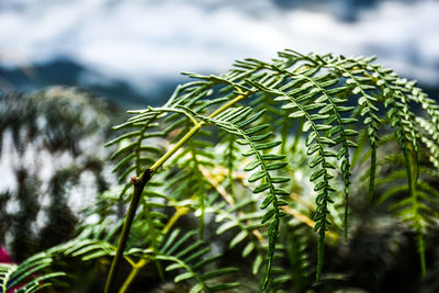 Close-up of fern growing on tree