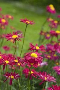 Close-up of pink flowers in park