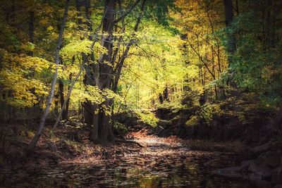 Scenic view of forest