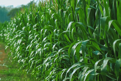 Close-up of wheat growing on field