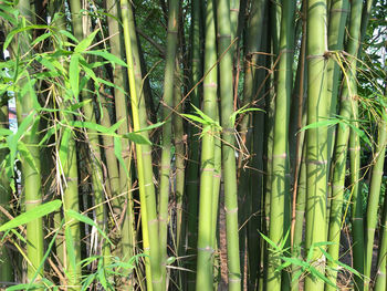 Full frame shot of green leaves