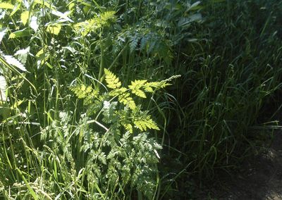 plant
