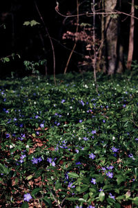 Close-up of plants growing in forest