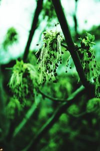 Close-up of flowering plant