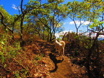 Dog on tree against sky