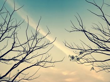 Low angle view of bare tree against clear sky