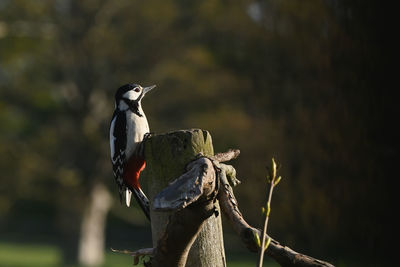 Close-up of bird perching on wooden post