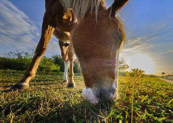 Horse grazing in a field