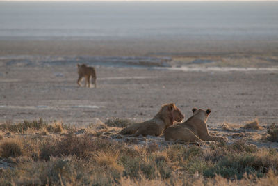 View of two cats on land