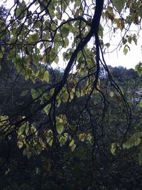 Low angle view of cherry tree in forest