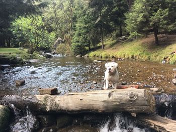 Dog on rock by trees