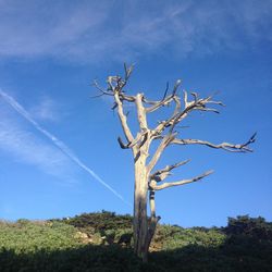 Low angle view of bare tree against blue sky