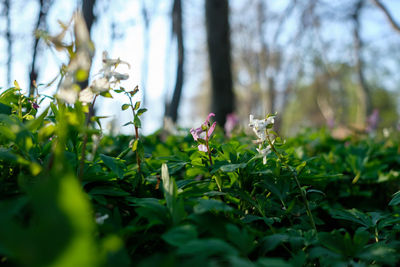 Flowering plants on field