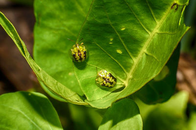 Close-up of insect on leaf