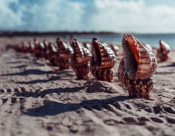 Close-up of shells on beach