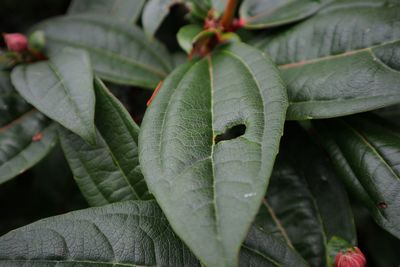 Close-up of green leaves on plant