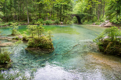 River flowing amidst trees in forest