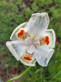 Close-up of flower blooming outdoors