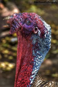 Close-up of a bird