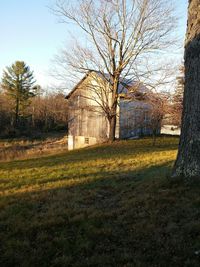 Bare trees in front of building