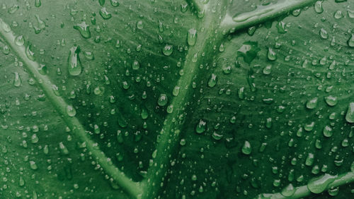 Full frame shot of raindrops on leaf