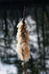 Close-up of snow on plant
