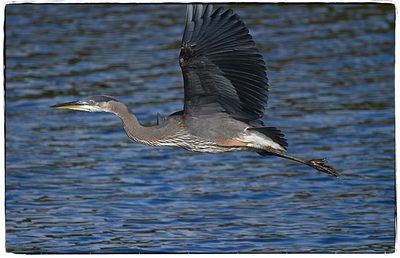 View of a bird flying