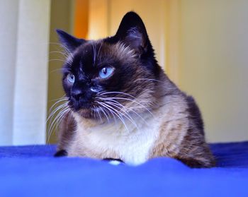 Close-up of cat looking at home