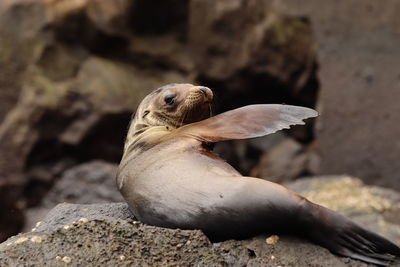 Sea lions of galapagos