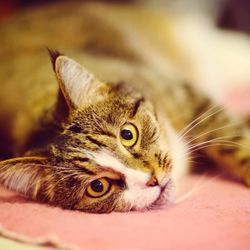 Close-up portrait of a cat