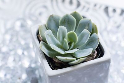 Close upi'll be potted succulent plant in a dish with white pebbles