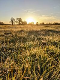 Scenic view of field against sky during sunset