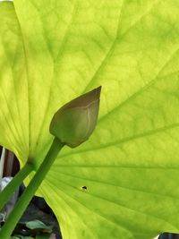 Close-up of insect on leaf