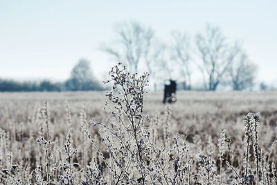 Plants on field against sky