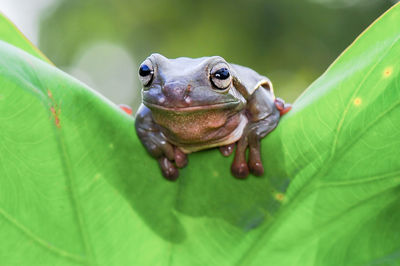 Close-up of frog on leaf